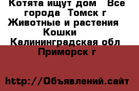 Котята ищут дом - Все города, Томск г. Животные и растения » Кошки   . Калининградская обл.,Приморск г.